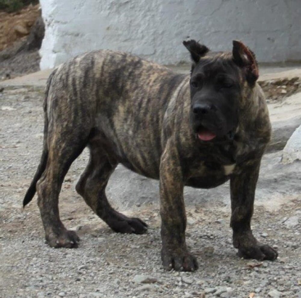 DRAGO DE LA ISLA DE LOS VOLCANES* 1