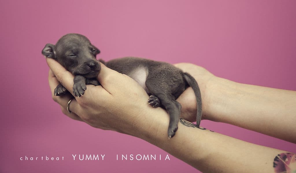 Chartbeat Yummy Insomnia 1