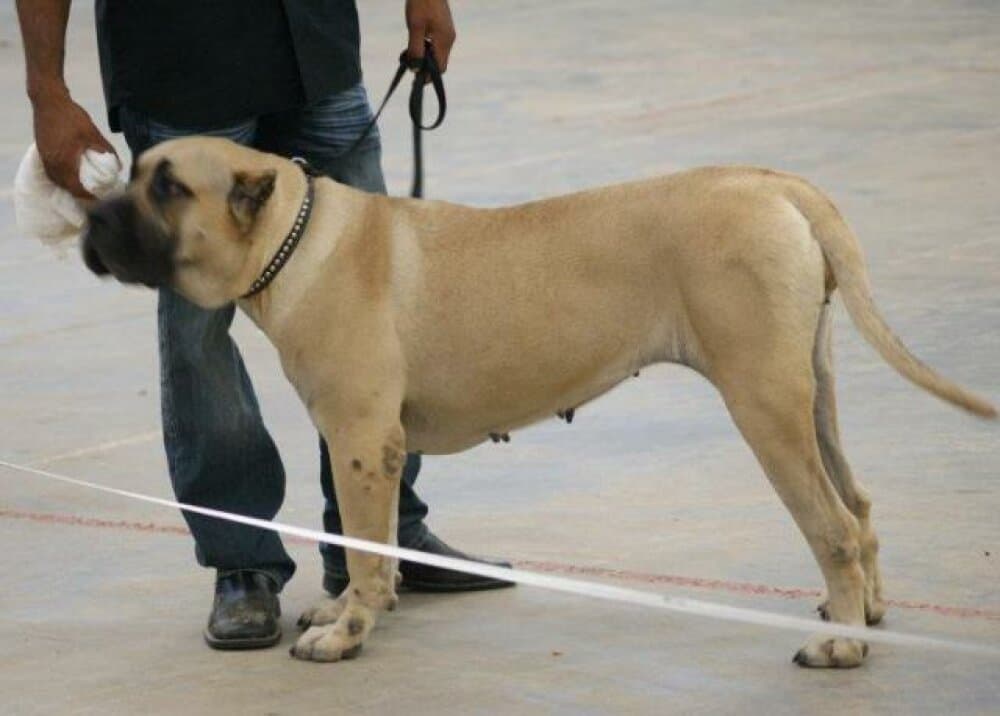 BEYONCE DE IRON PRESS KENNEL 1