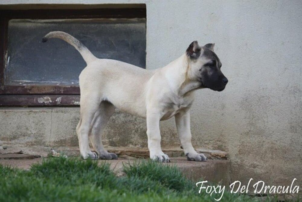 FOXY DEL DRACULA 1