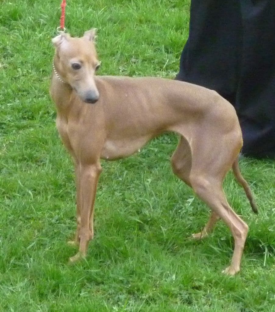 Danilla Bohemia Skara 1