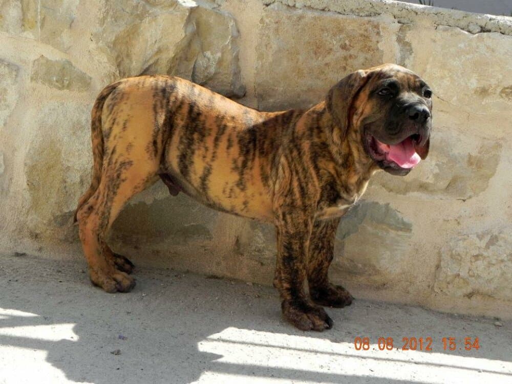 LADRON DE SPALATO BULL 1