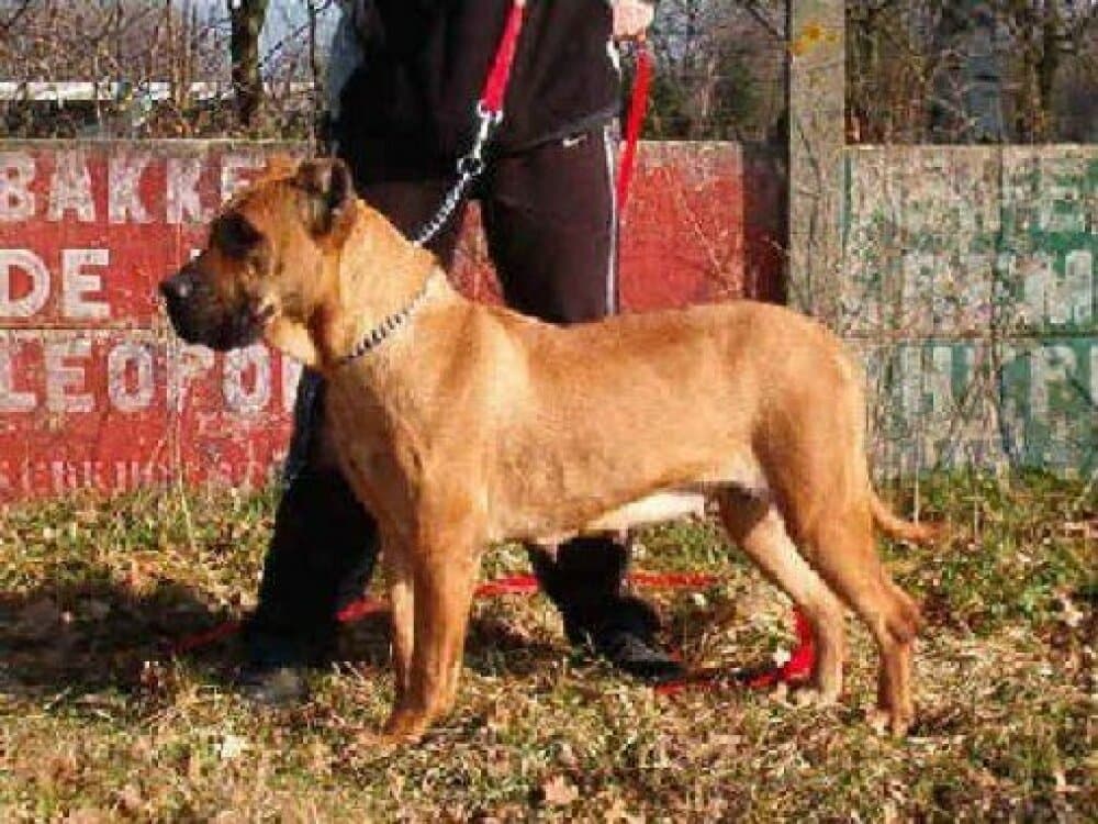 IZANA DE BARNACAN BULL 1