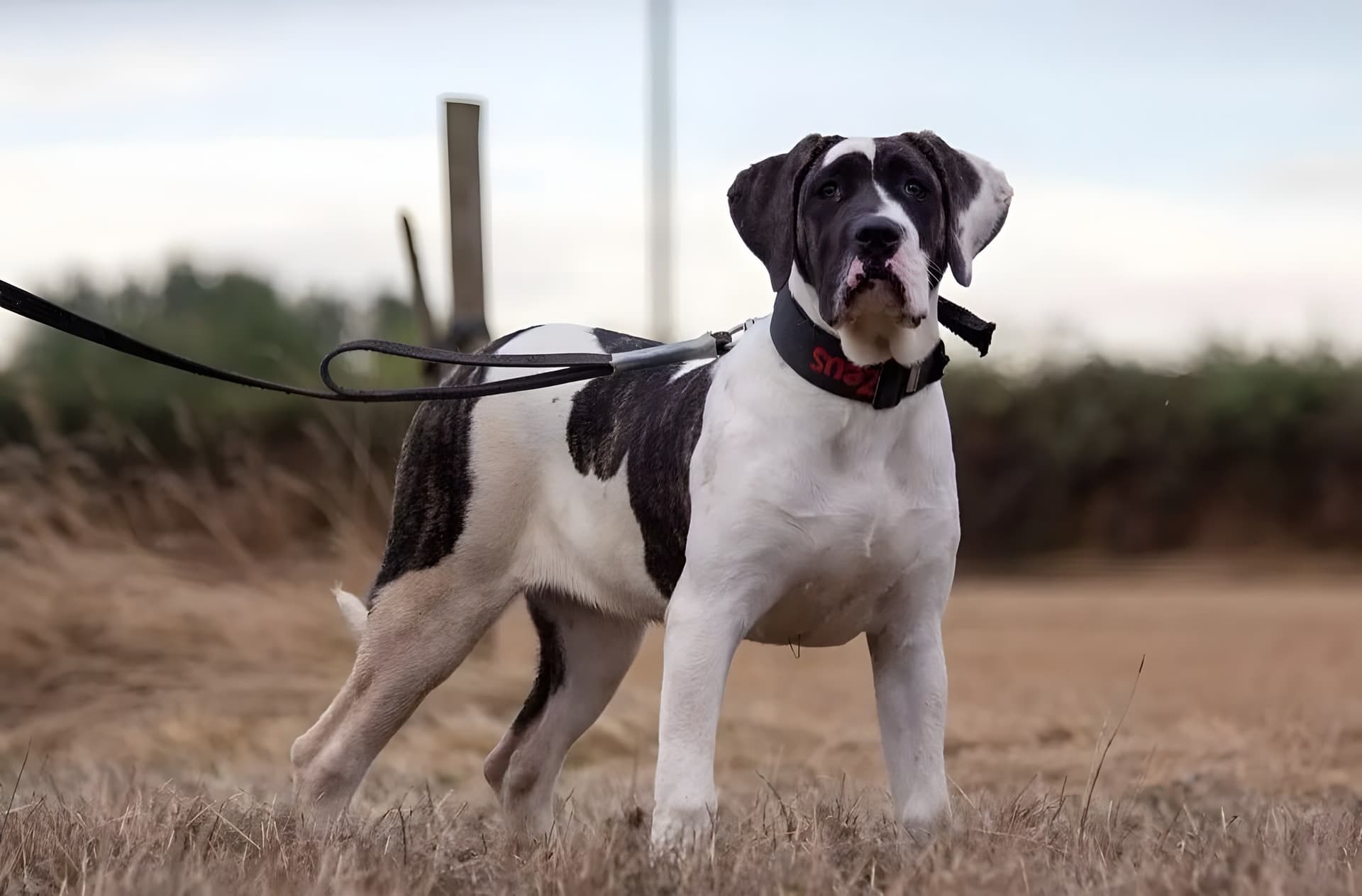 YING DE SEVERN KENNELS 1