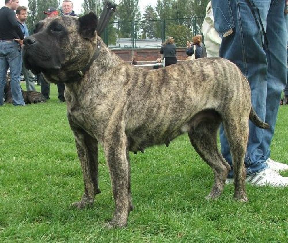 GALERA KOZIOLKOWA DOLINA 1
