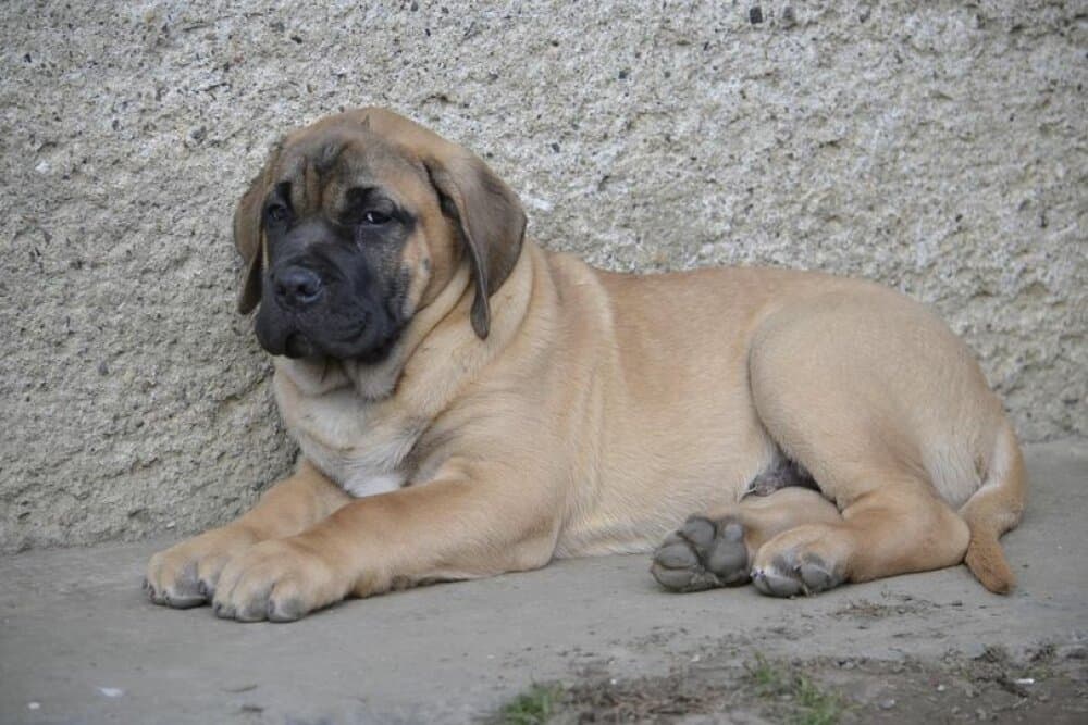 ESLAN VALACHIADOG 1