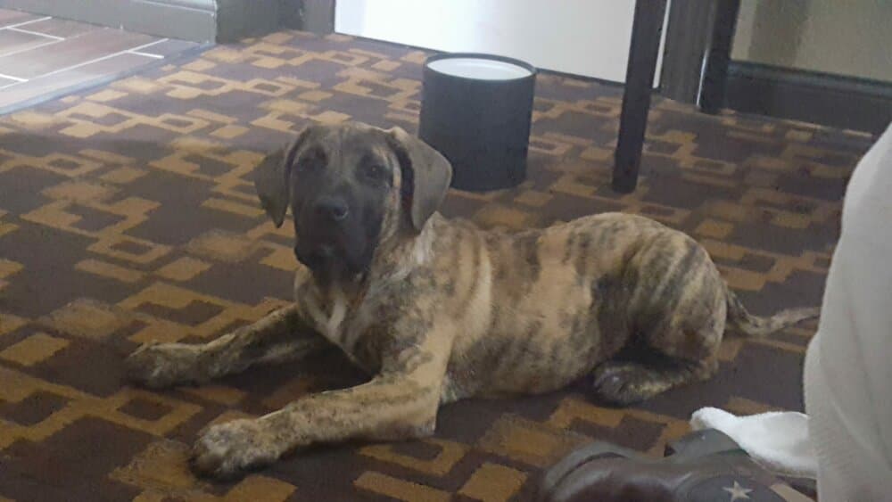 BALTO DE BREVIERCAN 1