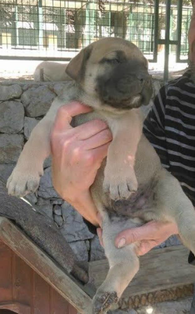 CHAPLIN GUARDIA TURCA DE SMYRNA 1