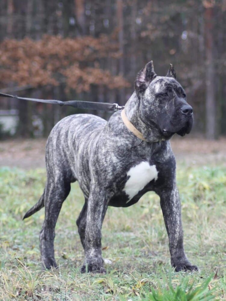 HANNIBAL BALUARTE DE LOS PERROS 1