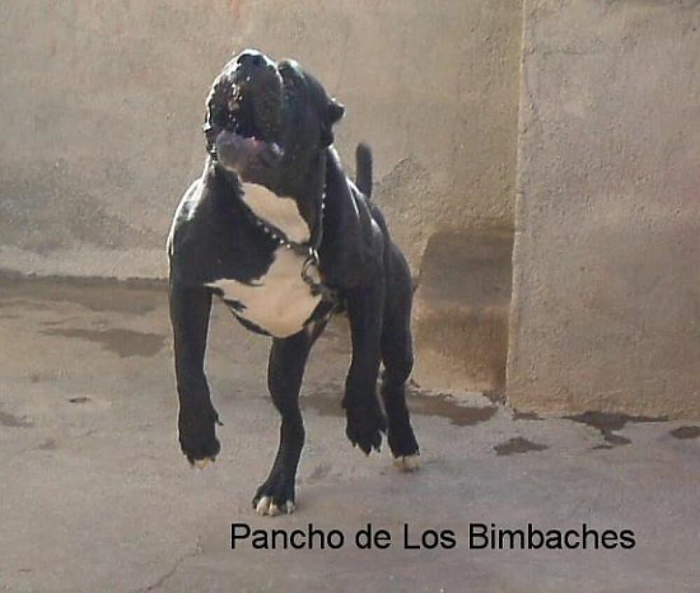 PANCHO DE LOS BIMBACHES 1
