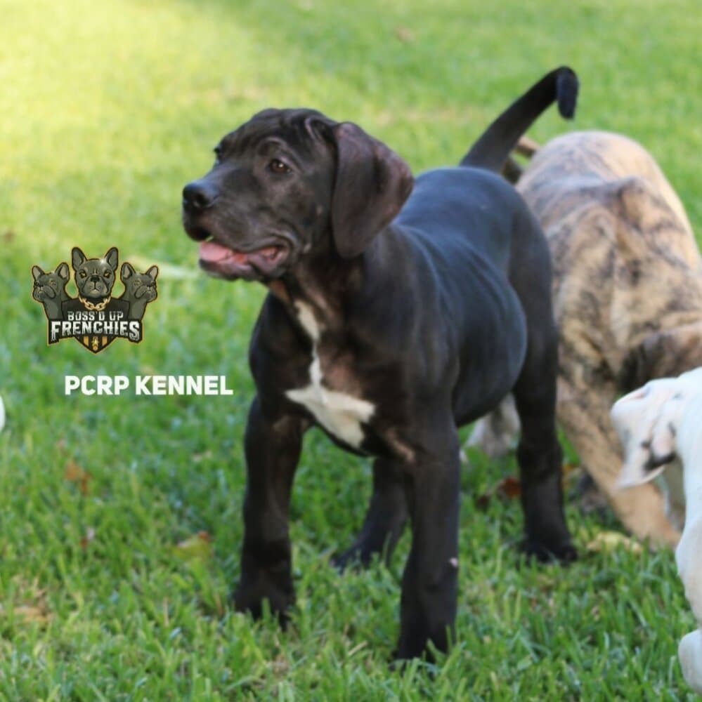 HERA DE PCRP KENNEL 1