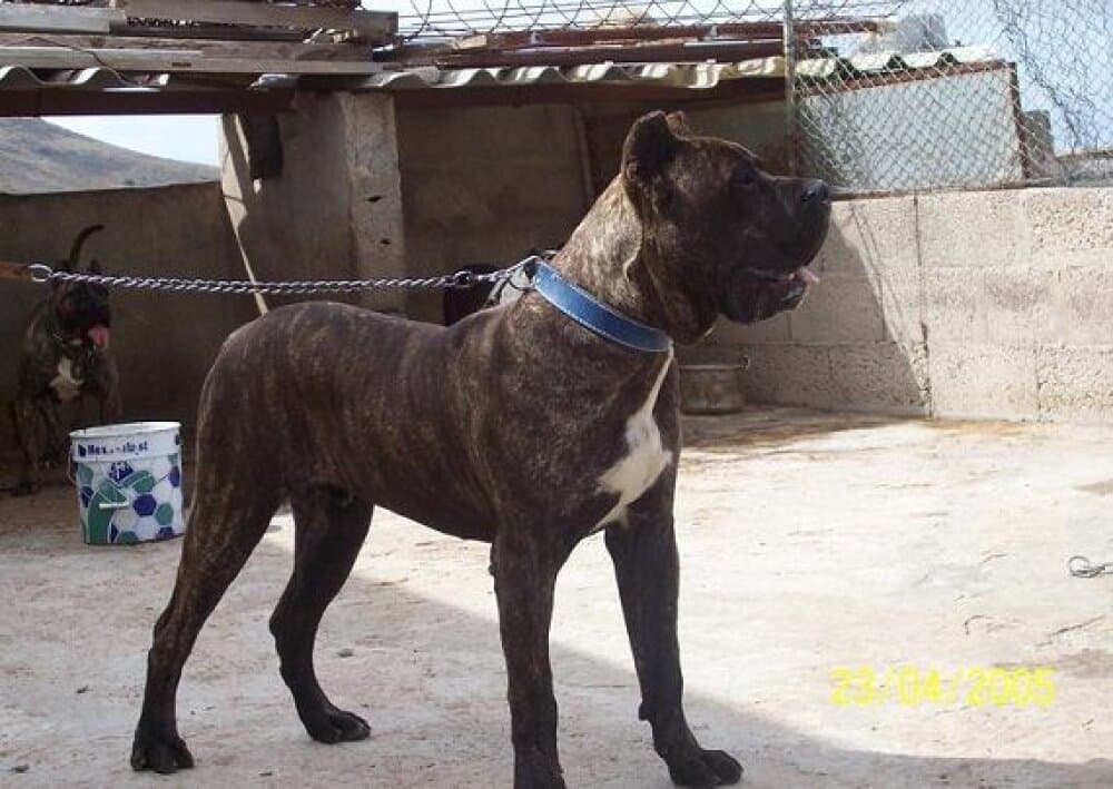 YACO BROTHER DE SAN LORENZO 1
