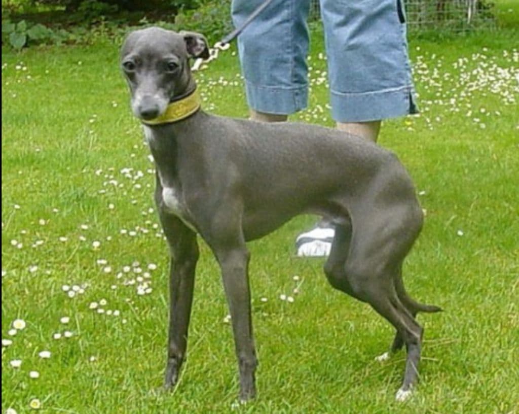 Piccolo Fernando 1