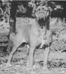 OAKRIDGE THEO THE RED BARON 1
