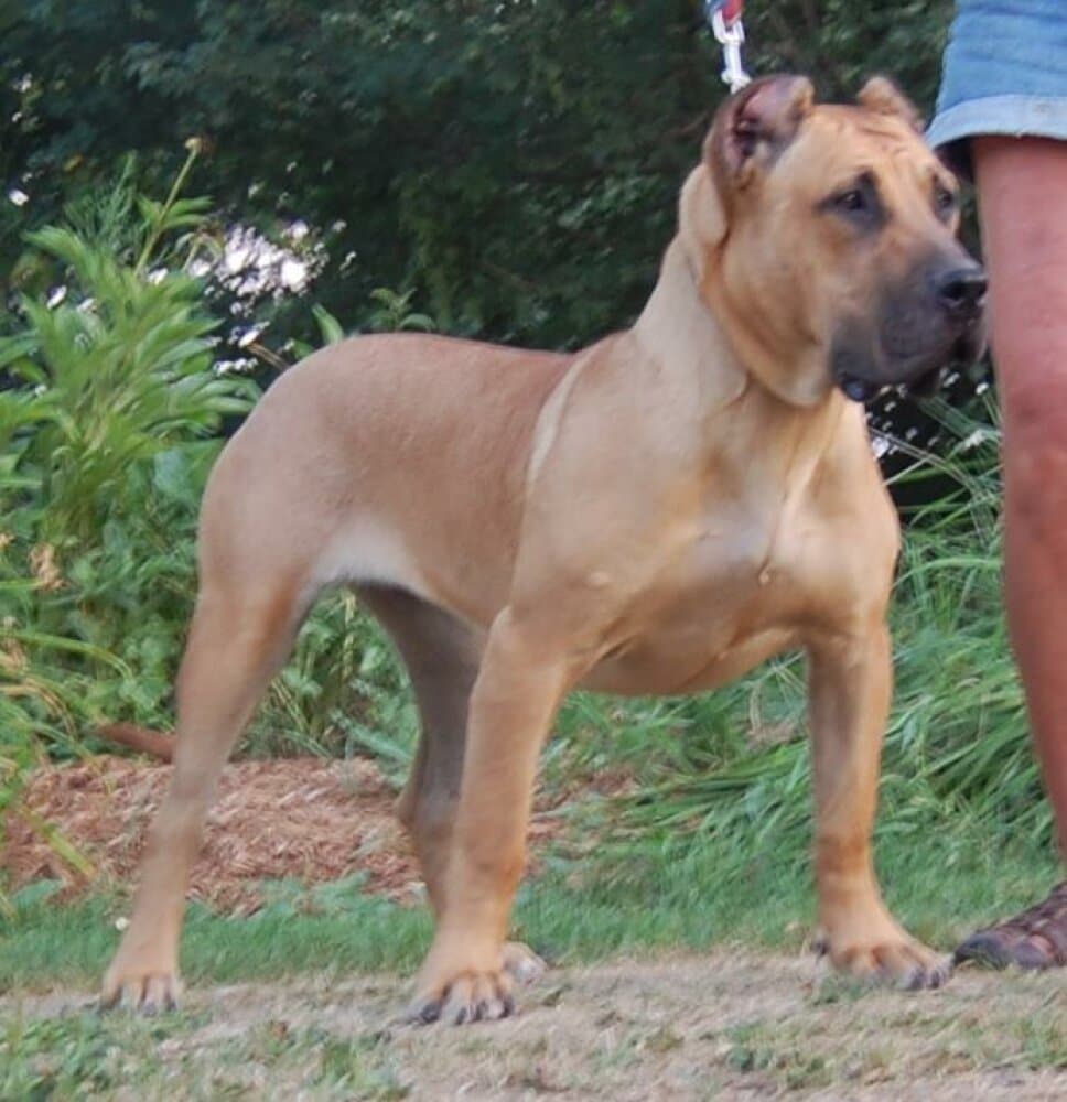 TAIFA I DE LA JACHA 1