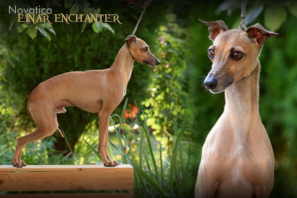 Novatica Einar Enchanter 1