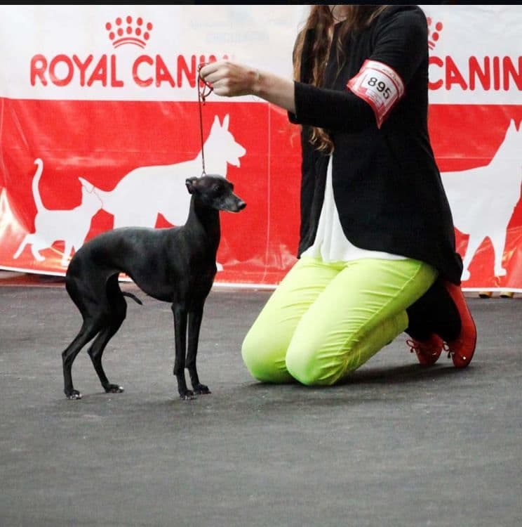 Salkin-Aidan Quasar Princess 1
