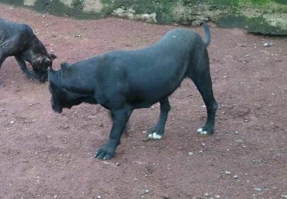 CHATARRA DE PERRO DE LA TIERRA 1
