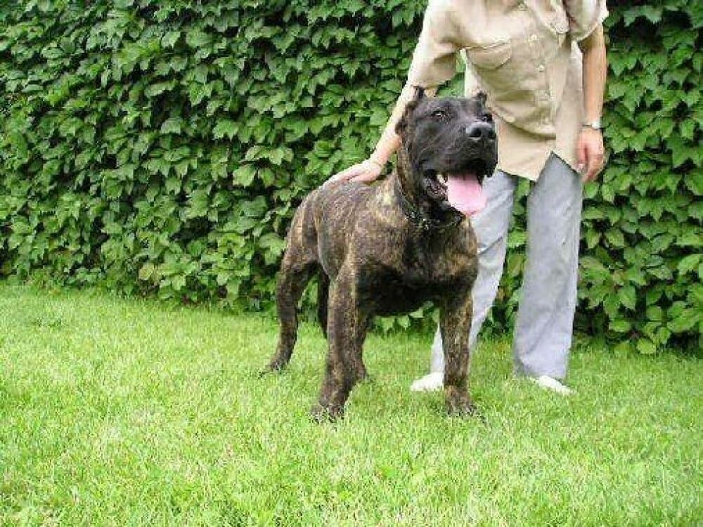 RICA PERRO PRESA GRAND 1