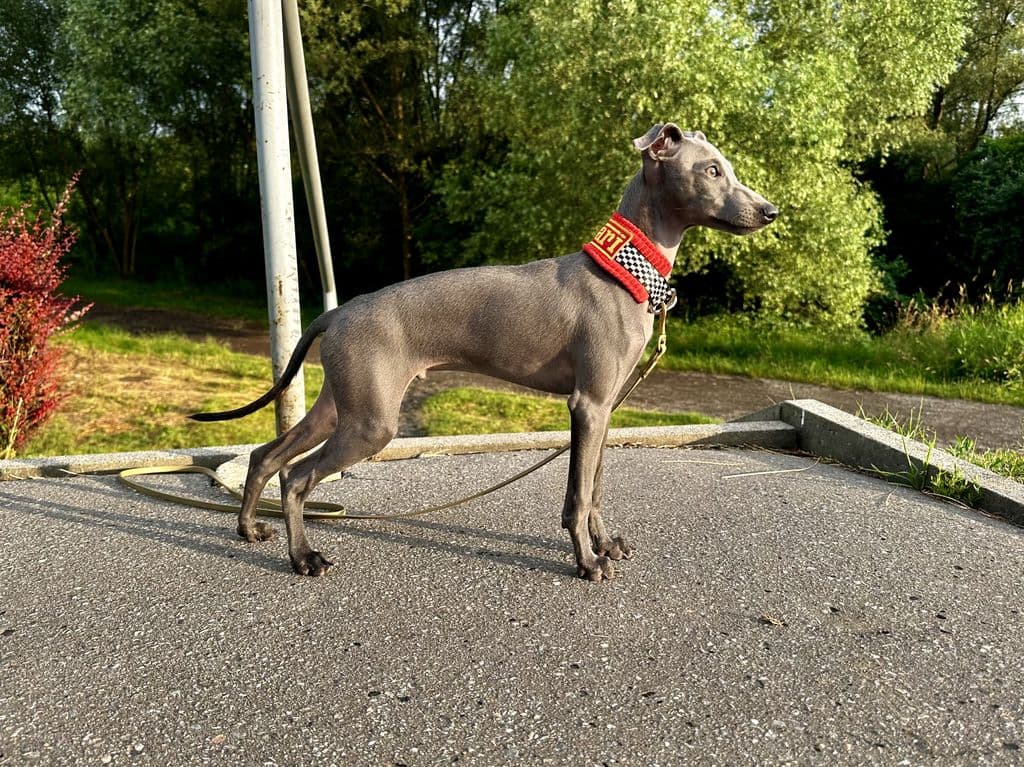 Brego Dei Raggi Di Dogoteka 1
