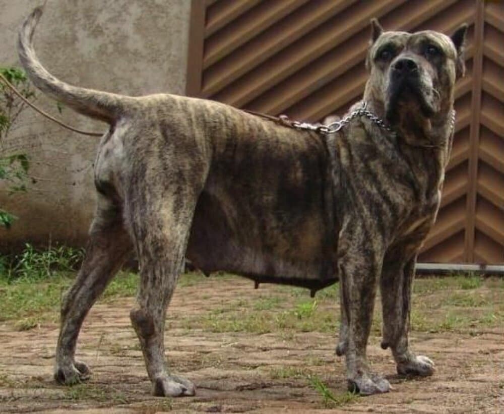 GUANA DE CASA DEL PRESA 1