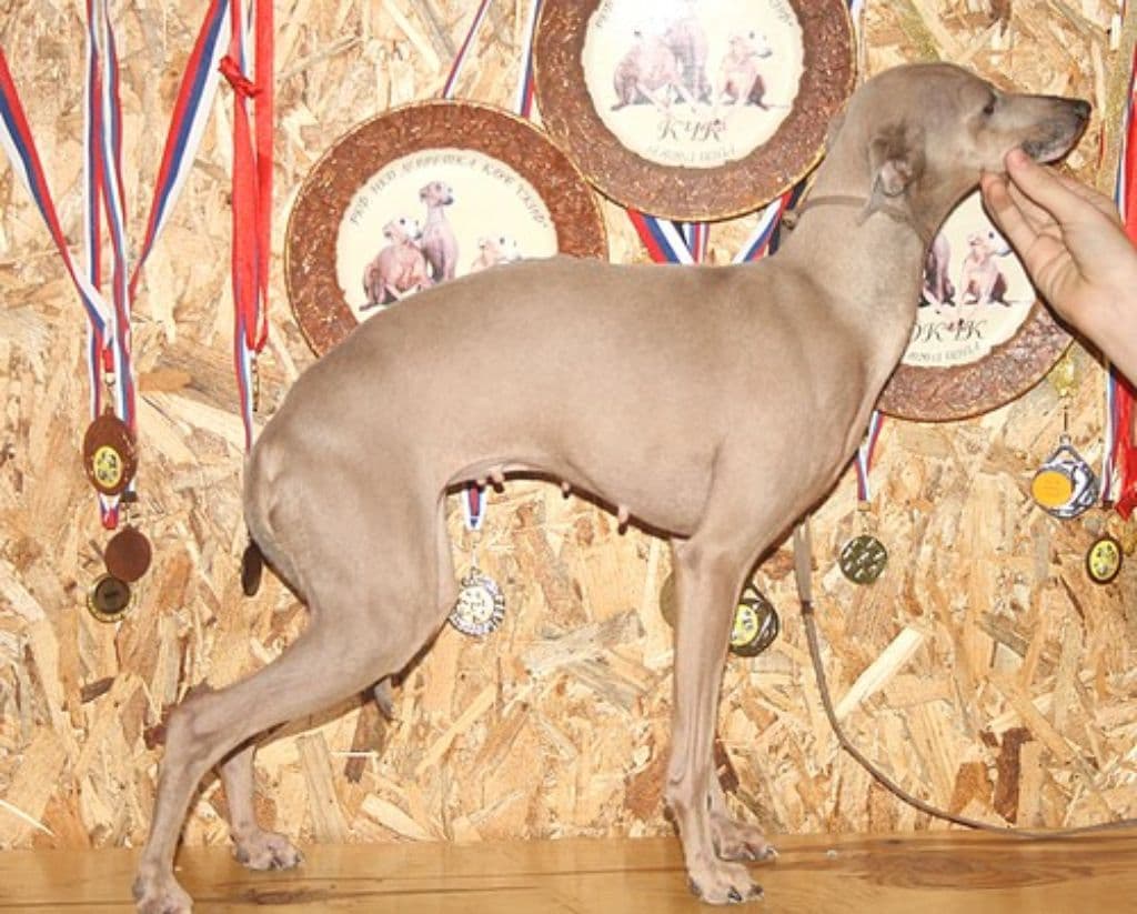 Ilga Lotos Businka 1