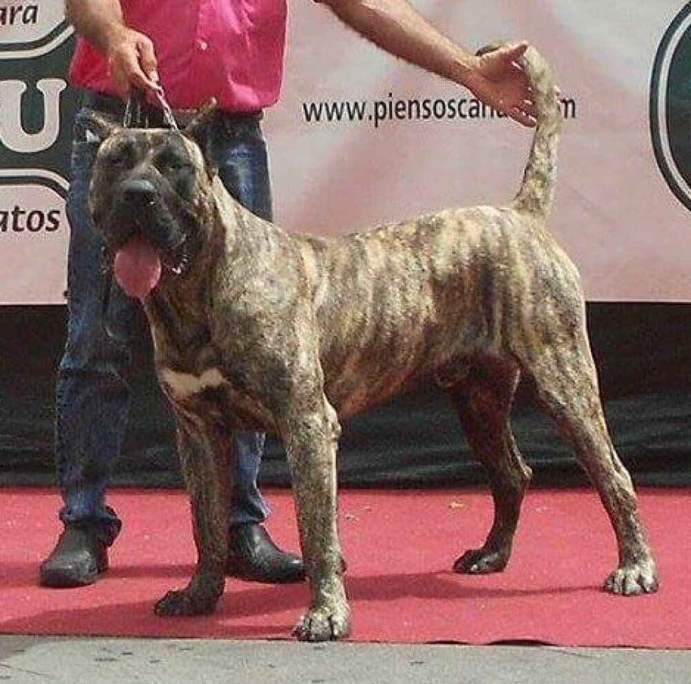 DUKE DE URBAJONA 1