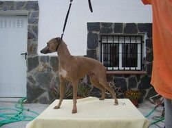Herminia De Escriba Divino 1