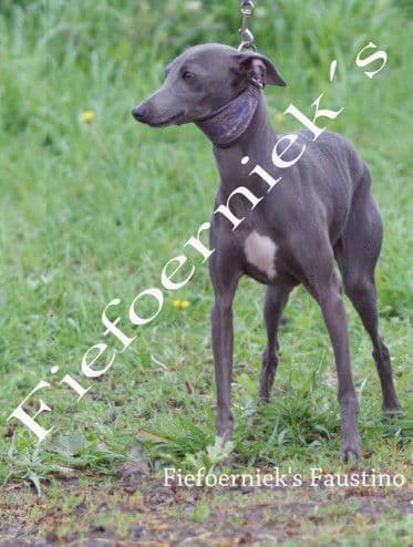Fiefoerniek's Faustino 1