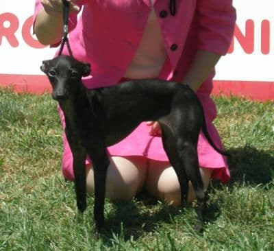 Bagheera Des Princes De Kazan 1