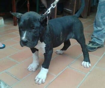 Totizo de Perro de la Tierra 1