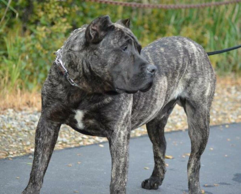 TWIN ZEUS DE MACHO GRANDE 1