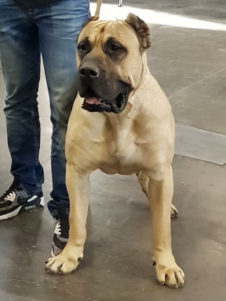VLAD DE TIERRA GRANCAN 1