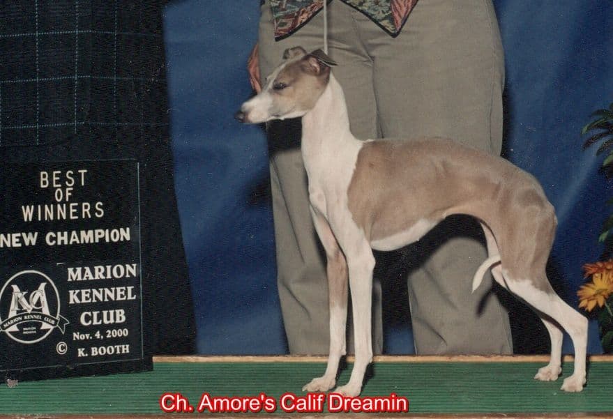Amore's California Dreamin 1