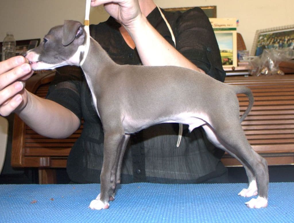 Silvani Voici Long Leggidy Beastie 1