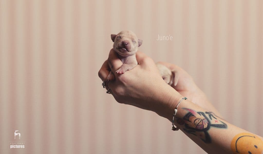 Chartbeat Juno'e 1