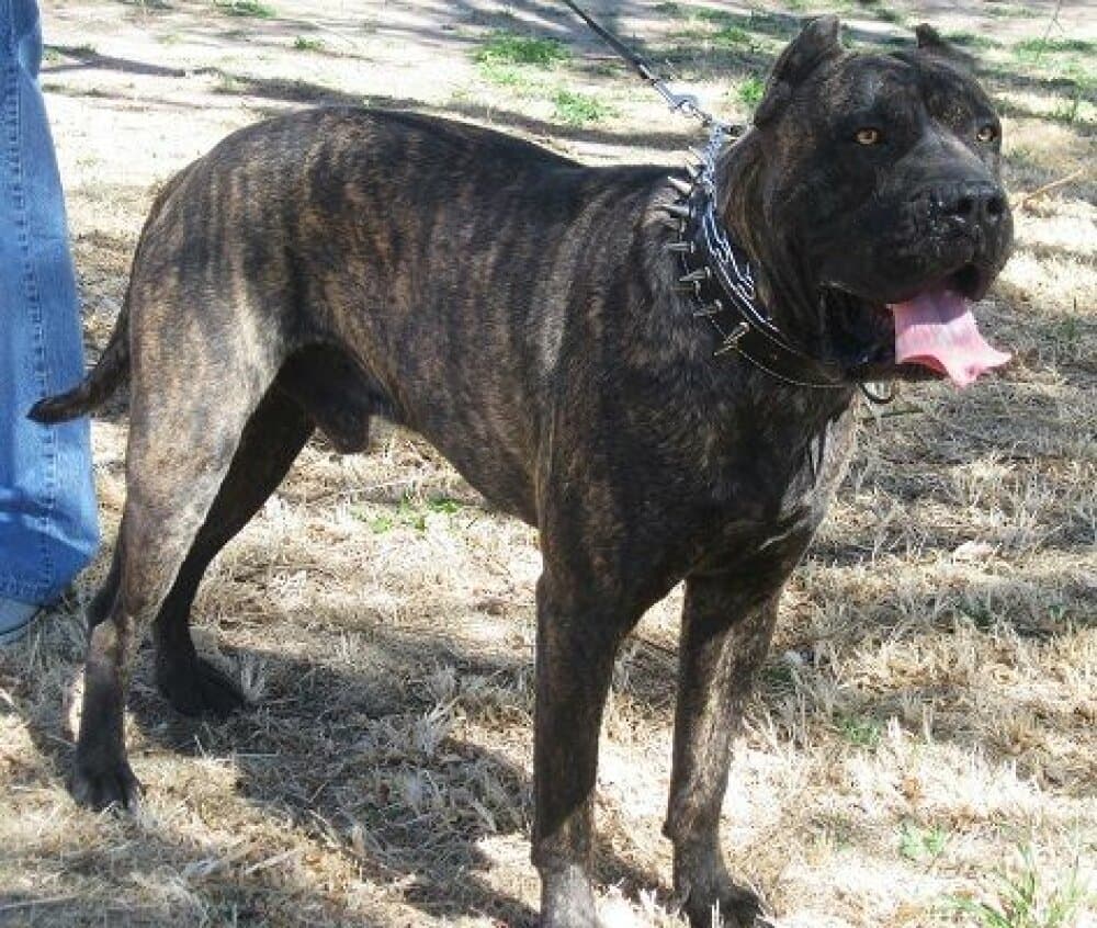 MID AMERICA K-9 DIABLO 1