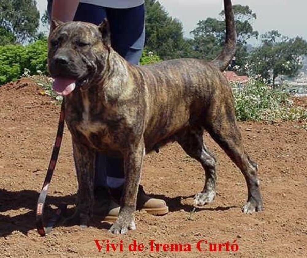 VIVI DE IREMA CURTO 1