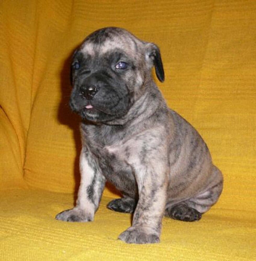 BARON VALACHIADOG 1