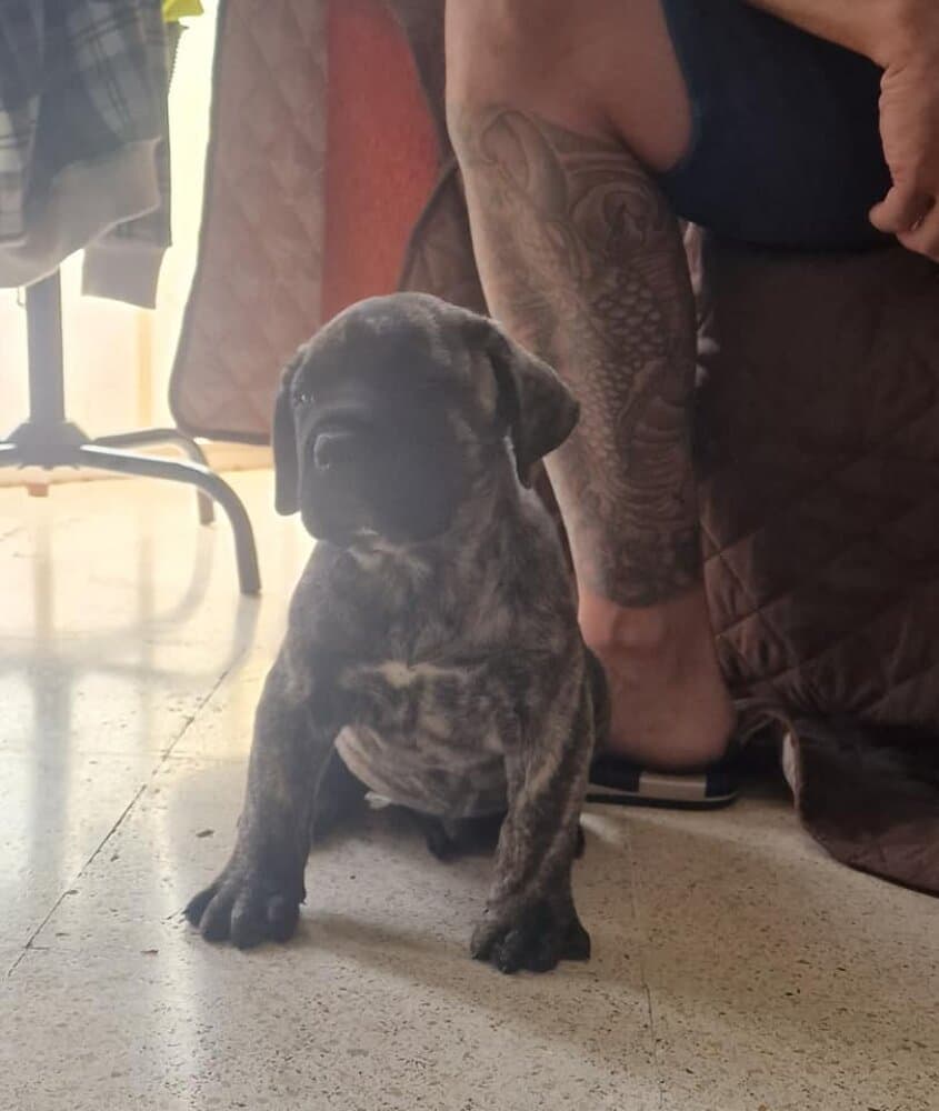 IRU DE GAROEBULLDOG 1