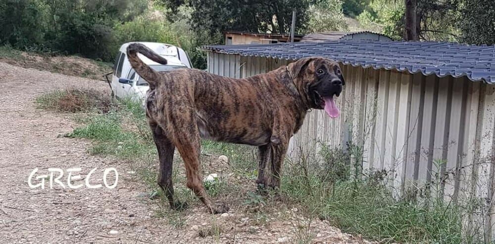 GRECO DE CASA DEL PRESA 1