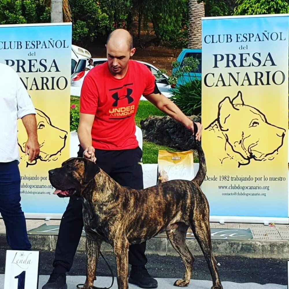 BRONCO DE ETERNA PRIMAVERA 1