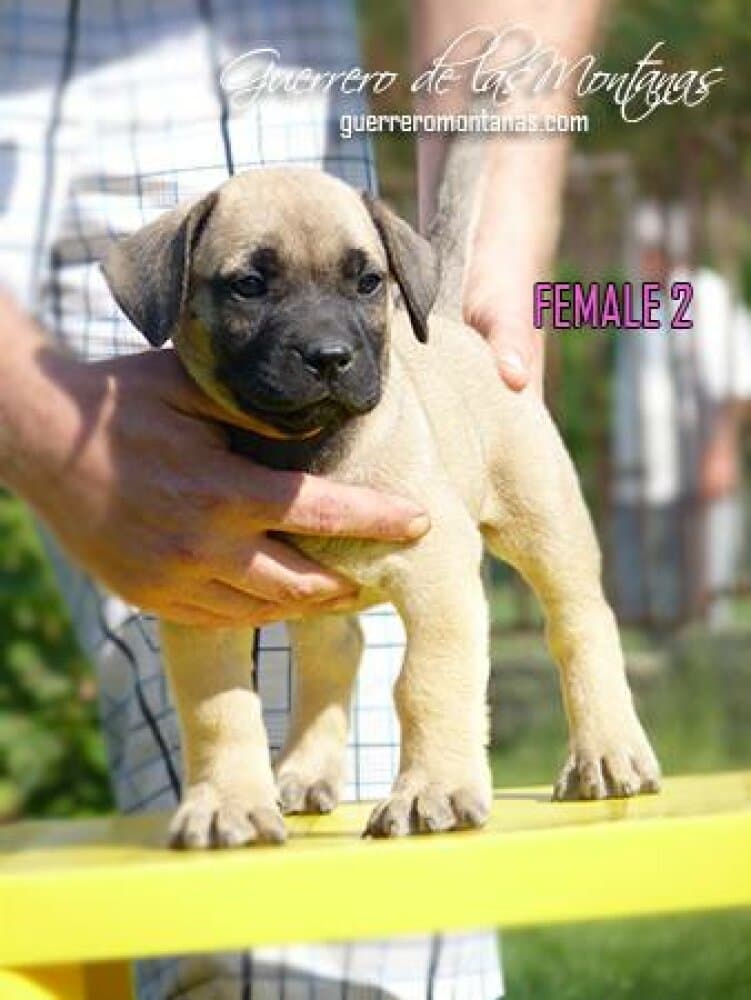 K-FEMALE 2 DE GUERRERO DE LAS MONTANAS 1
