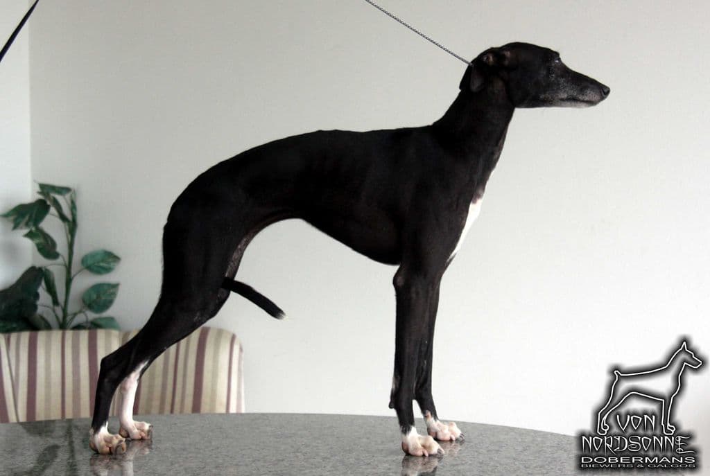 Galgos Tapajós Perla Do BR Reino 1
