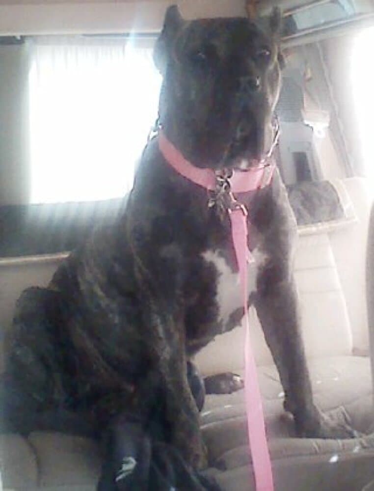 NALA DE WARSNEY 1
