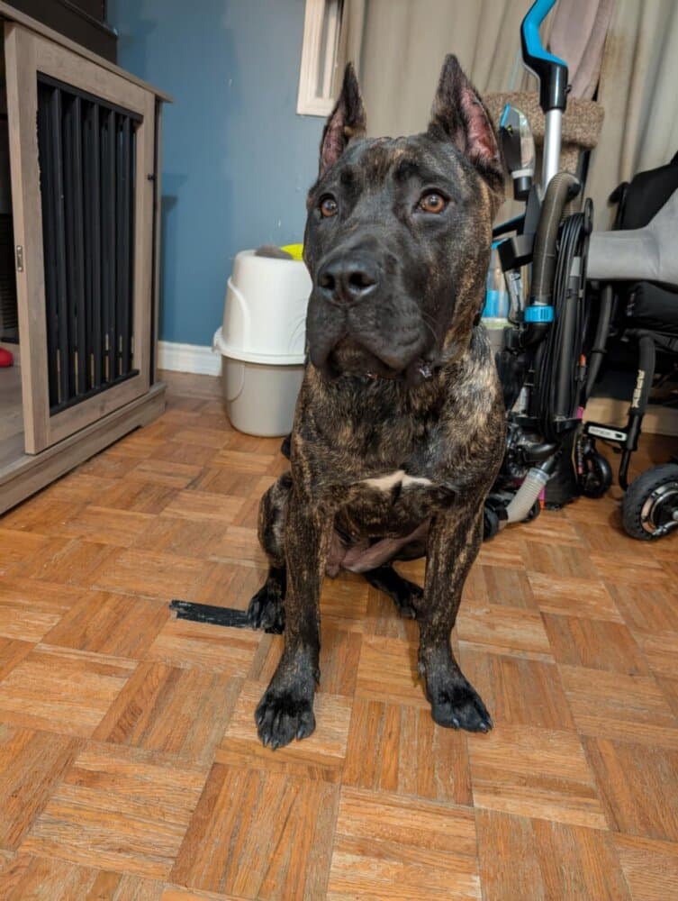 ECHO RUSSET OF PROPER K9 1