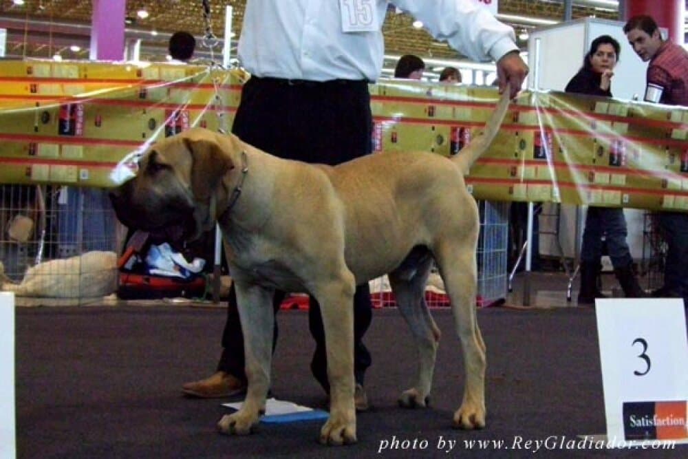 NANO DE BARNACAN BULL 1