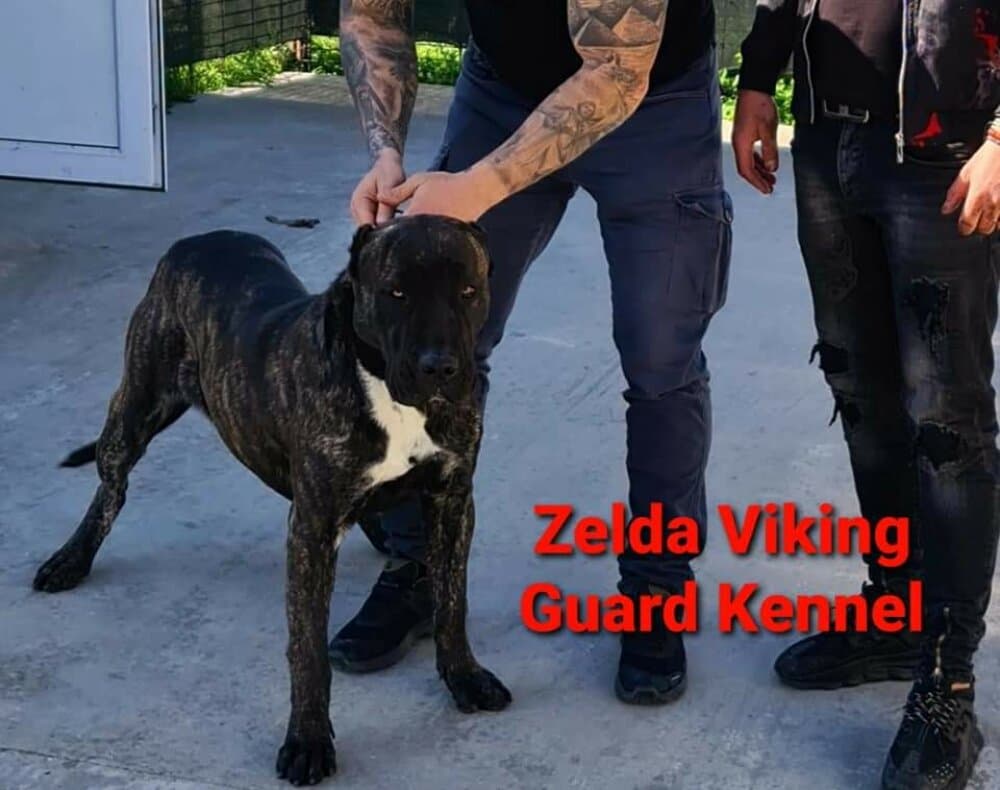 ZELDA VIKING GUARD 1