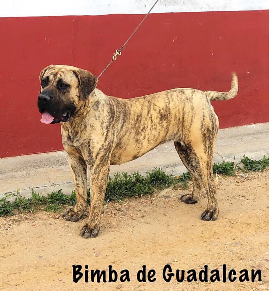 BIMBA DE GUADALCAN 1