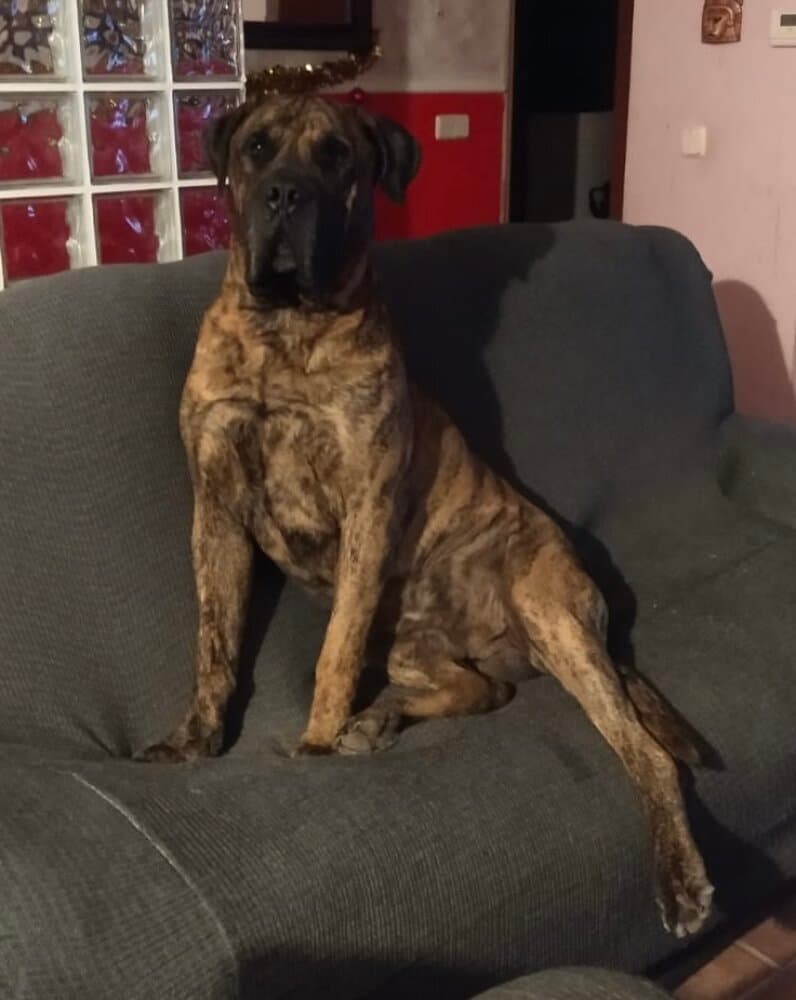 PERRO KANKAS 1